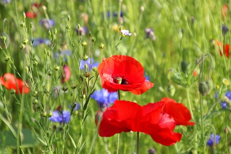 Fallow poppies blueberries