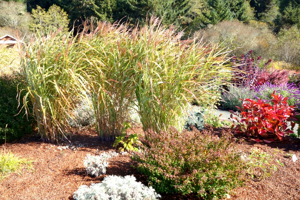 Humboldt Botanical Garden - Eureka, California - DSC02553