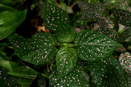 Hypoestes phyllostachya - Botanischer Garten Dresden