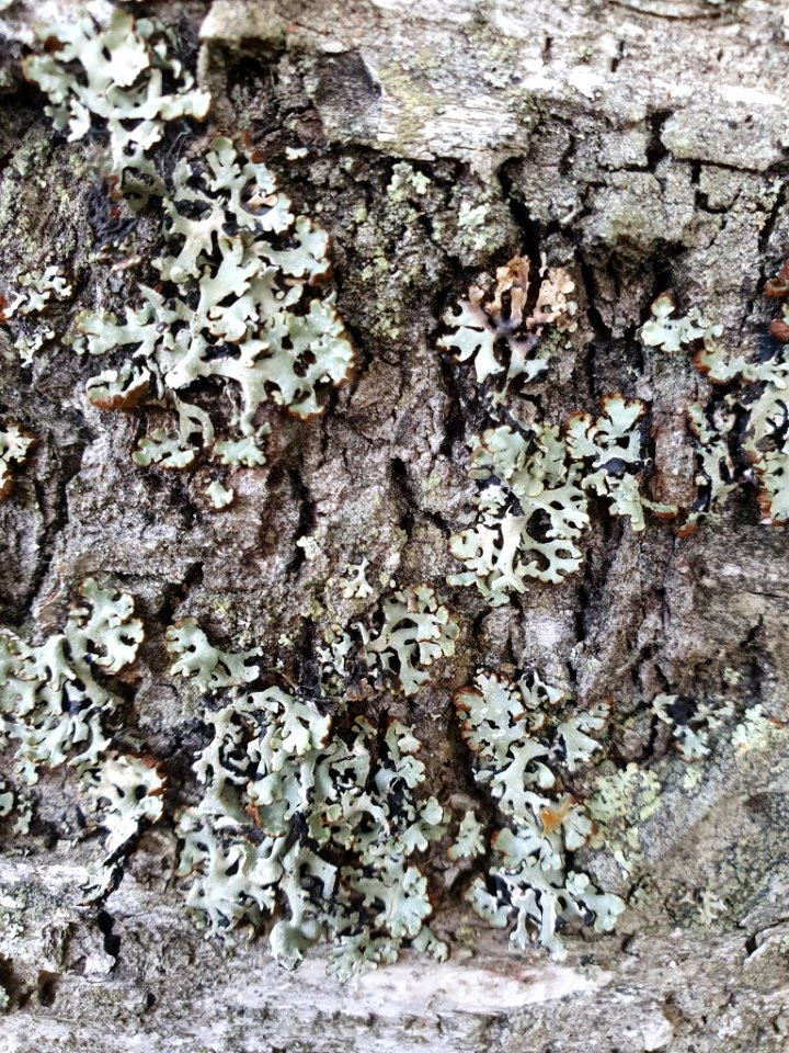 Hypogymnia physodes 93735210