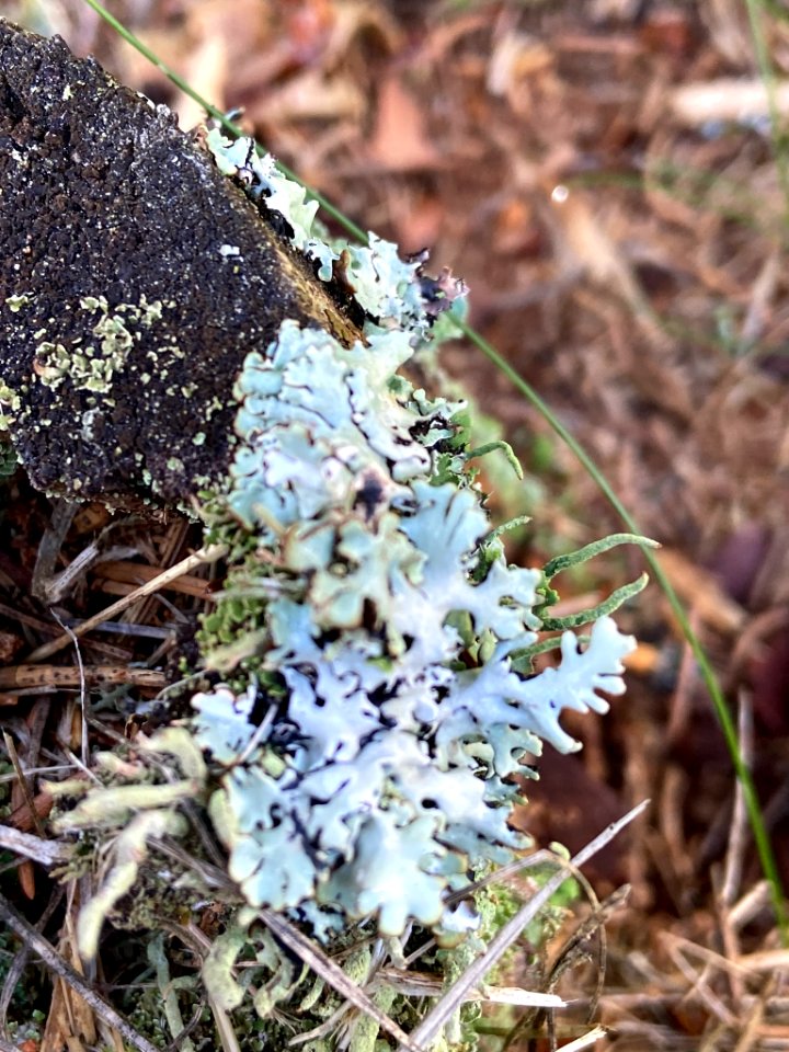 Hypogymnia physodes 81210999