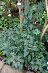 Hypoestes phyllostachya - Botanischer Garten, Dresden, Germany - DSC08545