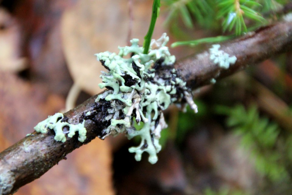 Hypogymnia tubulosa 100021459