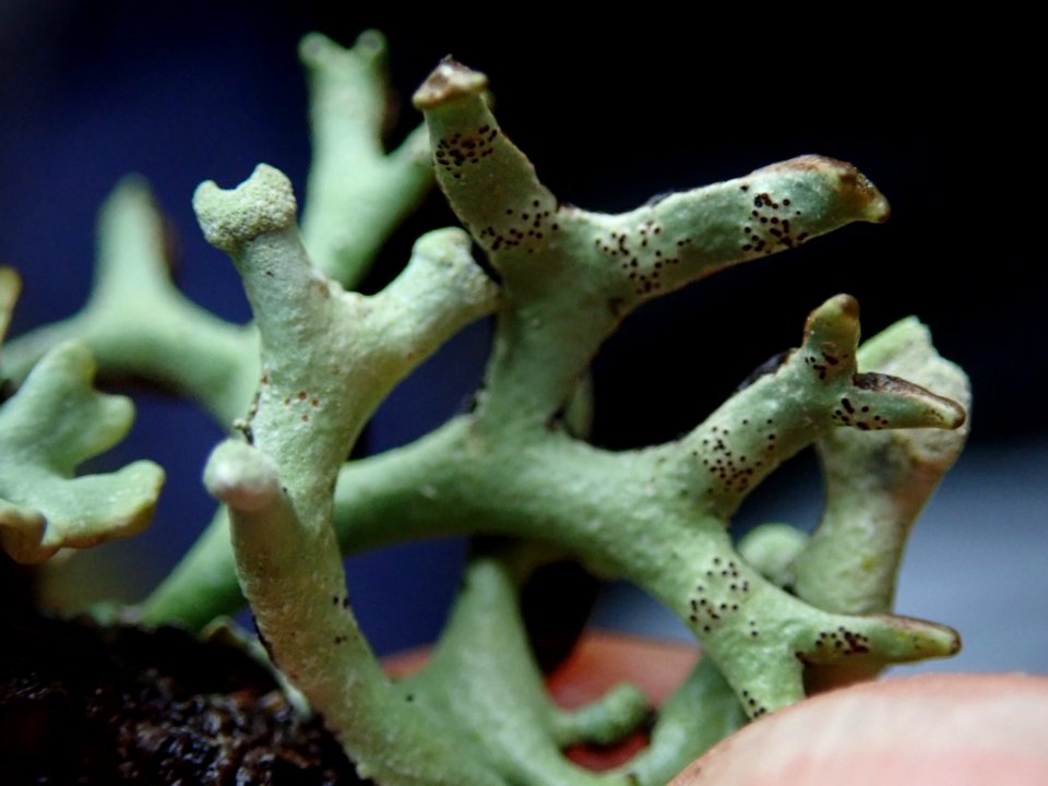 Hypogymnia imshaugii 60786214