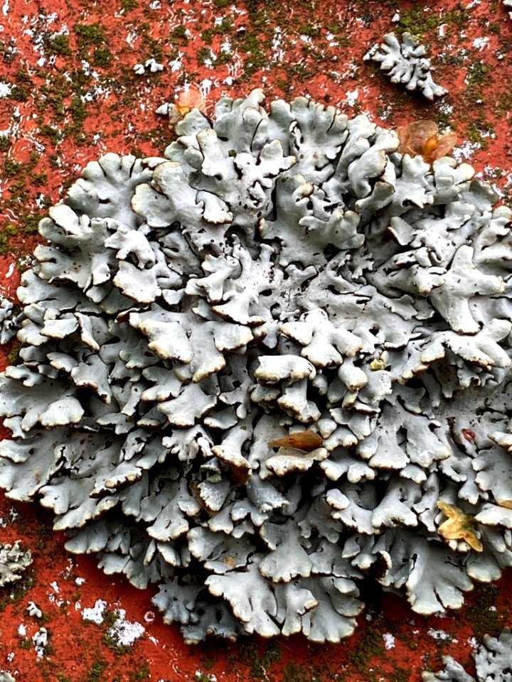 Hypogymnia physodes 87284147