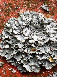 Hypogymnia physodes 87284147