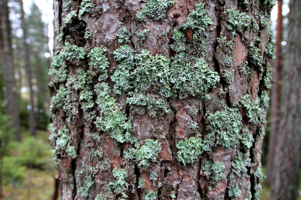 Hypogymnia physodes 69936256