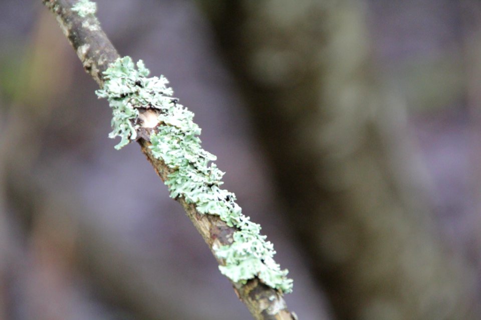 Hypogymnia physodes 105591837