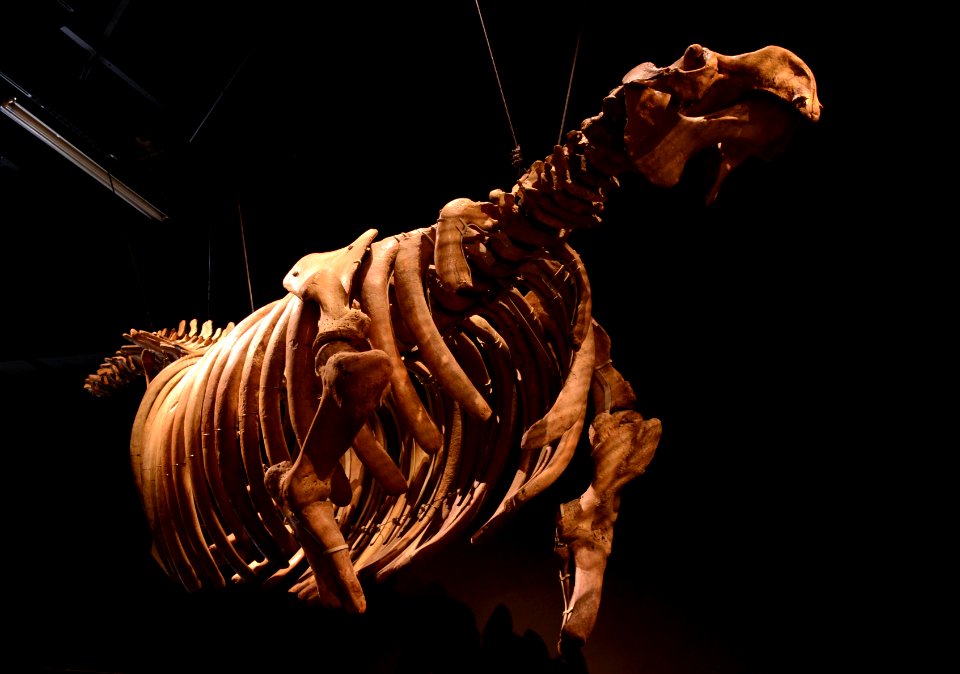 Hydrodamalis gigas Musée des Confluences 18 10 2015 1