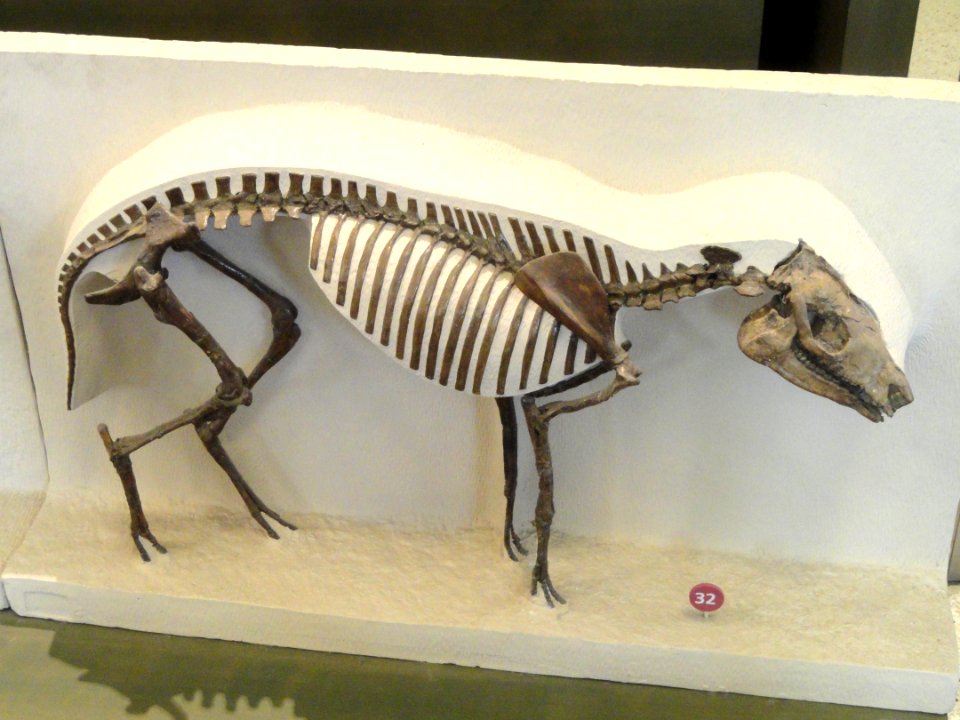 Hyracotherium vasacciensis - AMNH - DSC06337