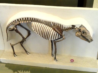Hyracotherium vasacciensis - AMNH - DSC06337