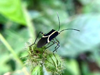 Hypselonotus linea 58503086
