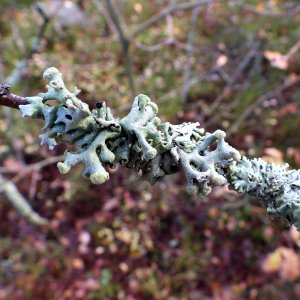 Hypogymnia tubulosa 101579121