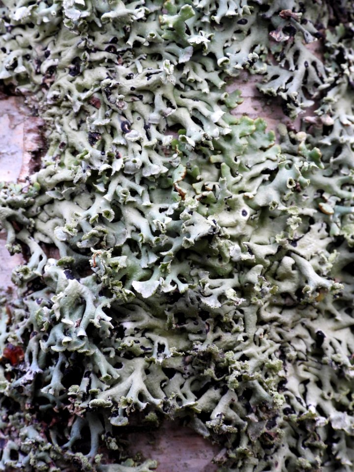 Hypogymnia physodes 100881582