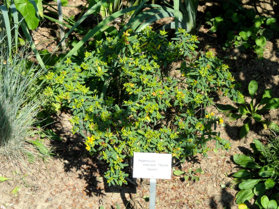 Hypericum erectum - Botanischer Garten, Frankfurt am Main - DSC03169