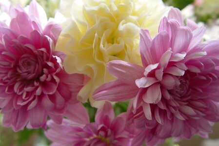 Carnation flowers spring
