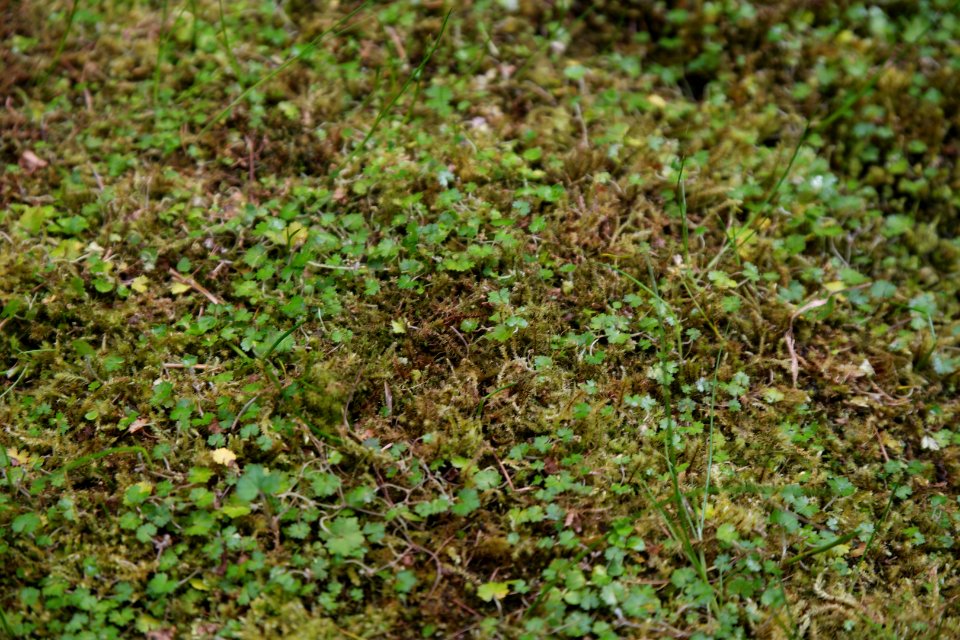 Hydrocotyle novae-zelandiae at the Sub Antarctic Plant House, Royal Tasmanian Botanical Gardens 03