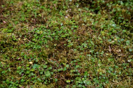 Hydrocotyle novae-zelandiae at the Sub Antarctic Plant House, Royal Tasmanian Botanical Gardens 03