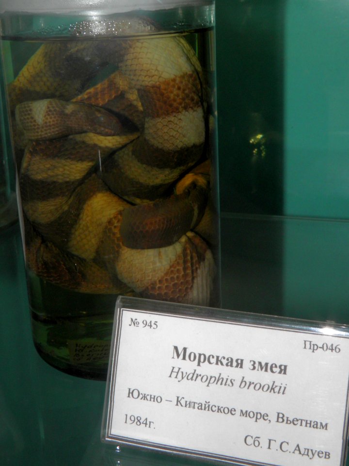 Hydrophis brooki