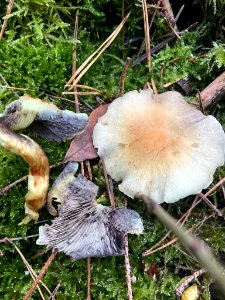 Hypholoma capnoides 103350522