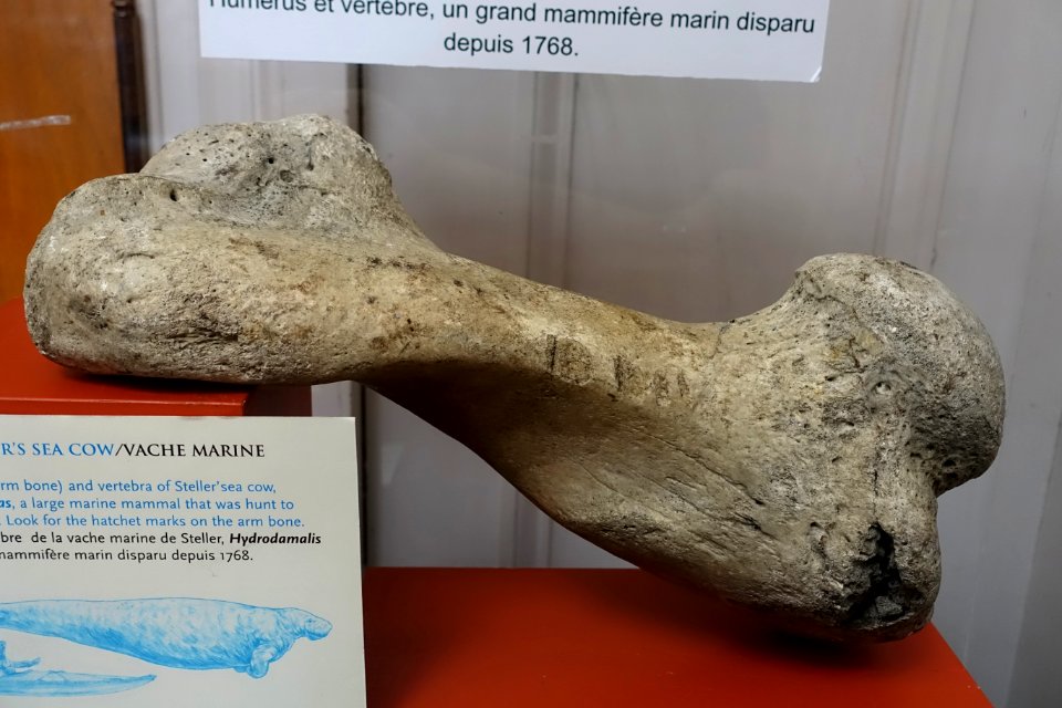 Hydrodamalis gigas humerus - Redpath Museum - McGill University - Montreal, Canada - DSC07792