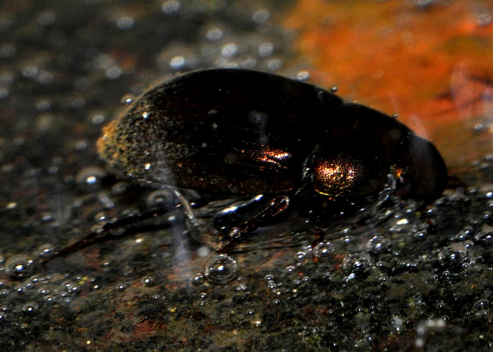 Hydrobius-fuscipes-02-fws