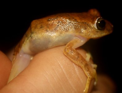 Hyperolius zonatus 111180