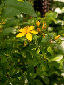 Hypericum perforatum 2014-06-20 Highland Park 02