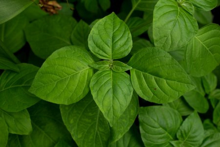 Hypoestes verticillaris - Botanischer Garten Dresden (3)