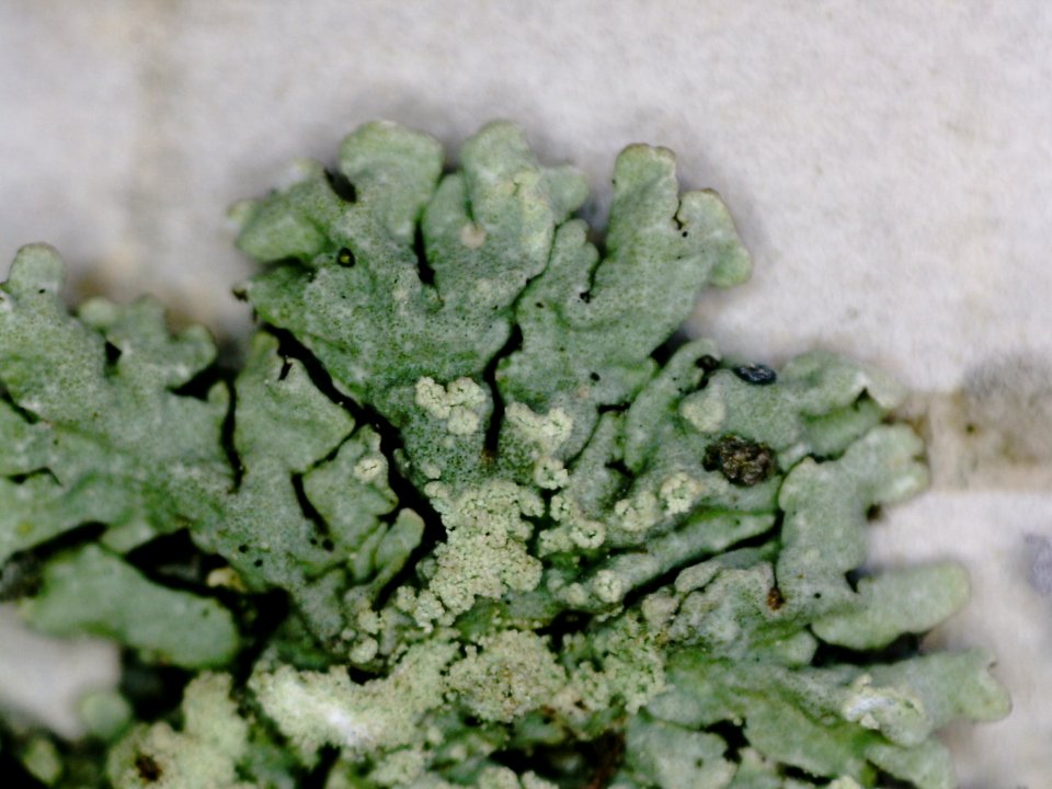 Hypogymnia farinacea 89947458