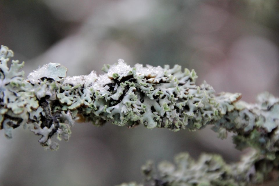 Hypogymnia physodes 105893937