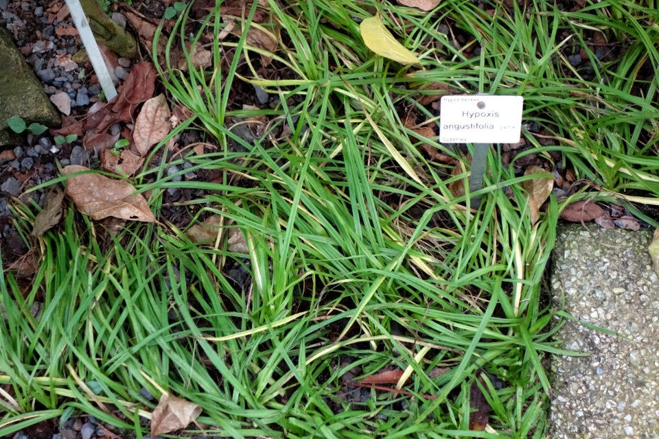 Hypoxis angustifolia - Botanischer Garten, Dresden, Germany - DSC08560