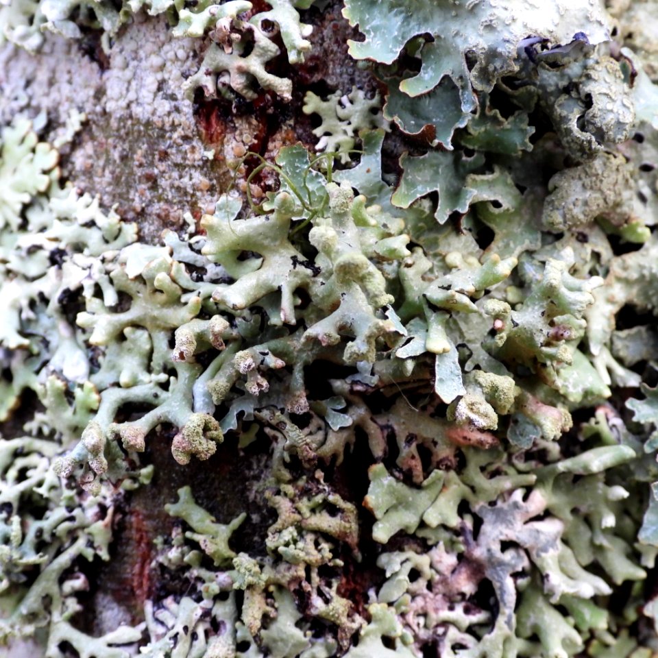 Hypogymnia tubulosa 100881341