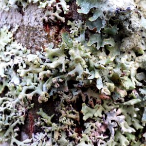 Hypogymnia tubulosa 100881341