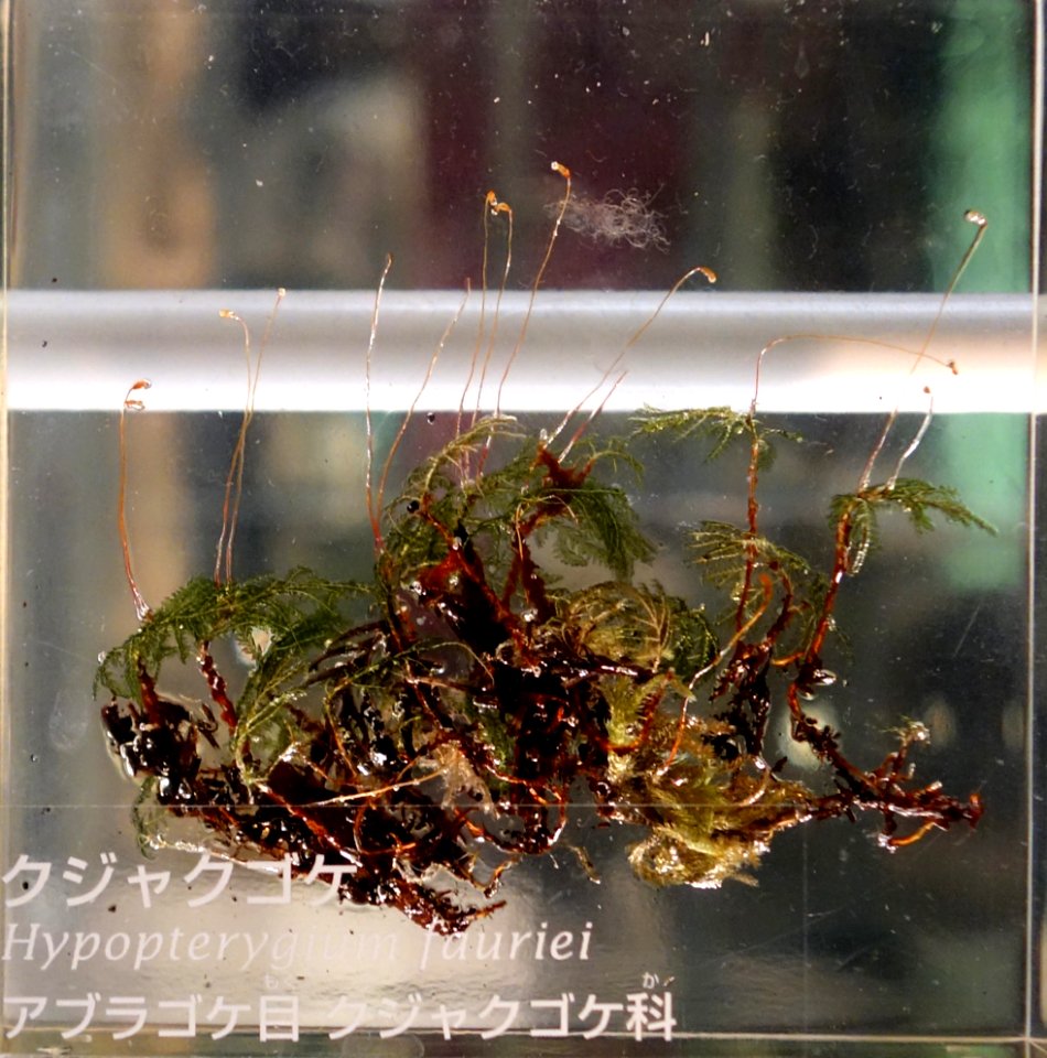 Hypopterygium fauriei - National Museum of Nature and Science, Tokyo - DSC07519