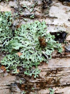 Hypogymnia physodes 105577074