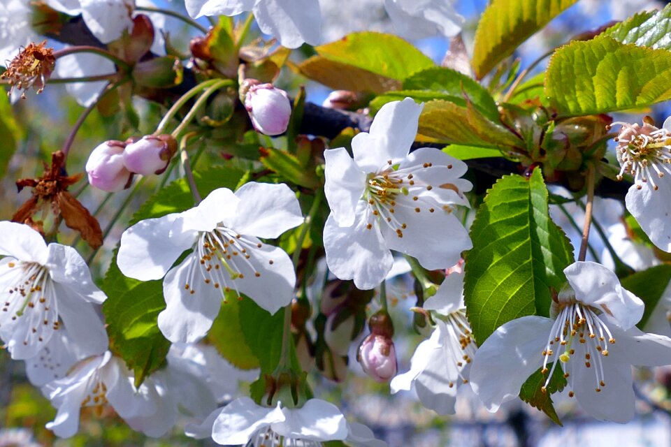Nature white pollen