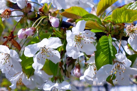 Nature white pollen photo