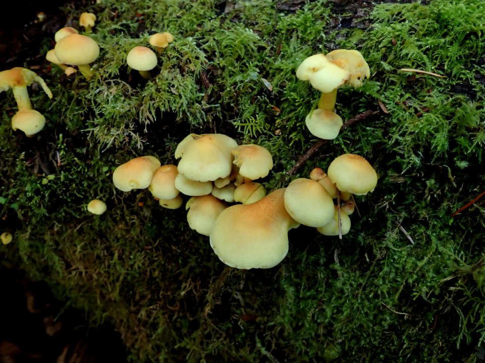 Hypholoma fasciculare 102819800