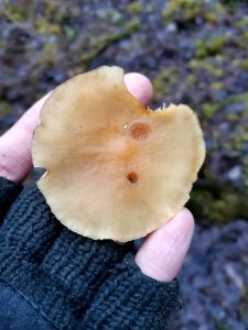 Hypholoma capnoides 107802960