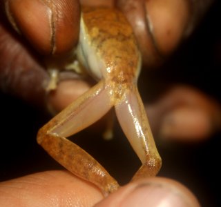 Hyperolius zonatus 111179