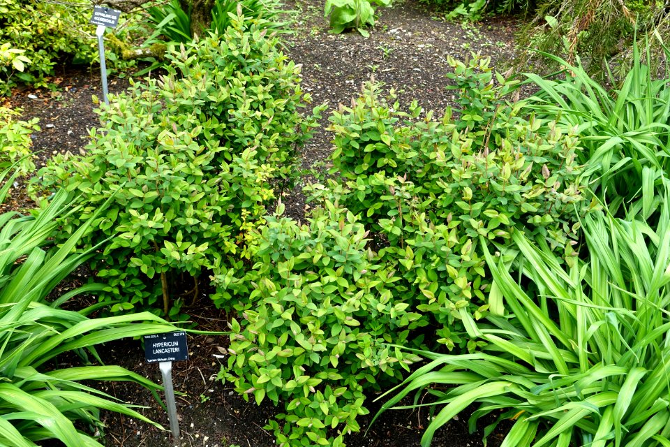 Hypericum lancasteri - Hillier Gardens - Romsey, Hampshire, England - DSC04607