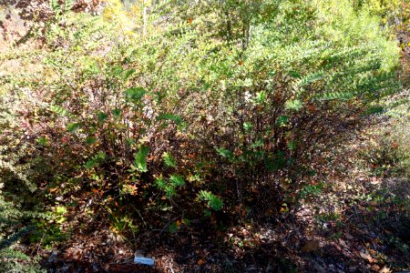 Hypericum forrestii - Quarryhill Botanical Garden - DSC03303