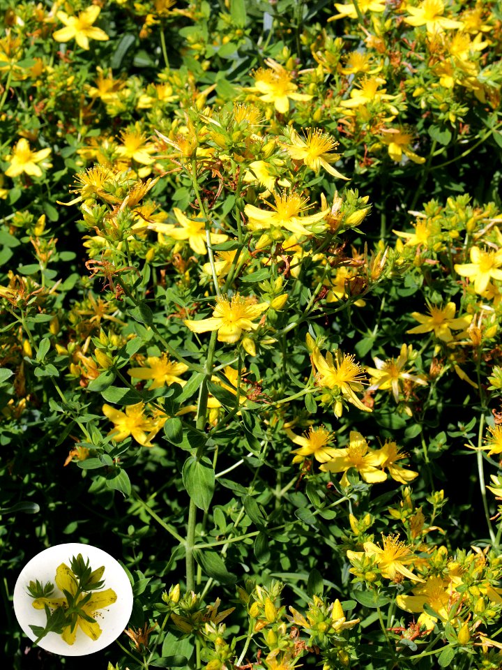 Hypericum perforatum Oulu, Finland 12.07.2013