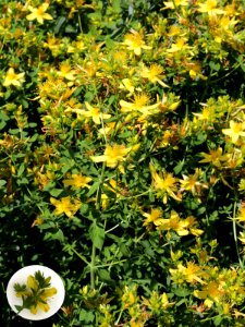 Hypericum perforatum Oulu, Finland 12.07.2013