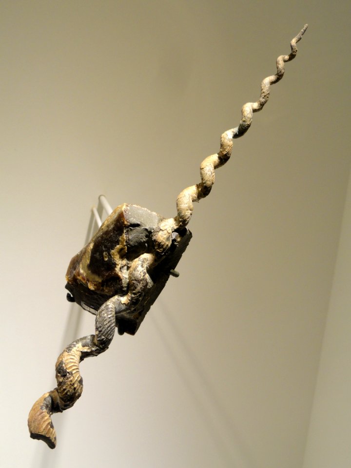 Hyphantoceras orientale, Middle Cretaceous, Turowian Age, Hokkaido, Japan - Houston Museum of Natural Science - DSC01931