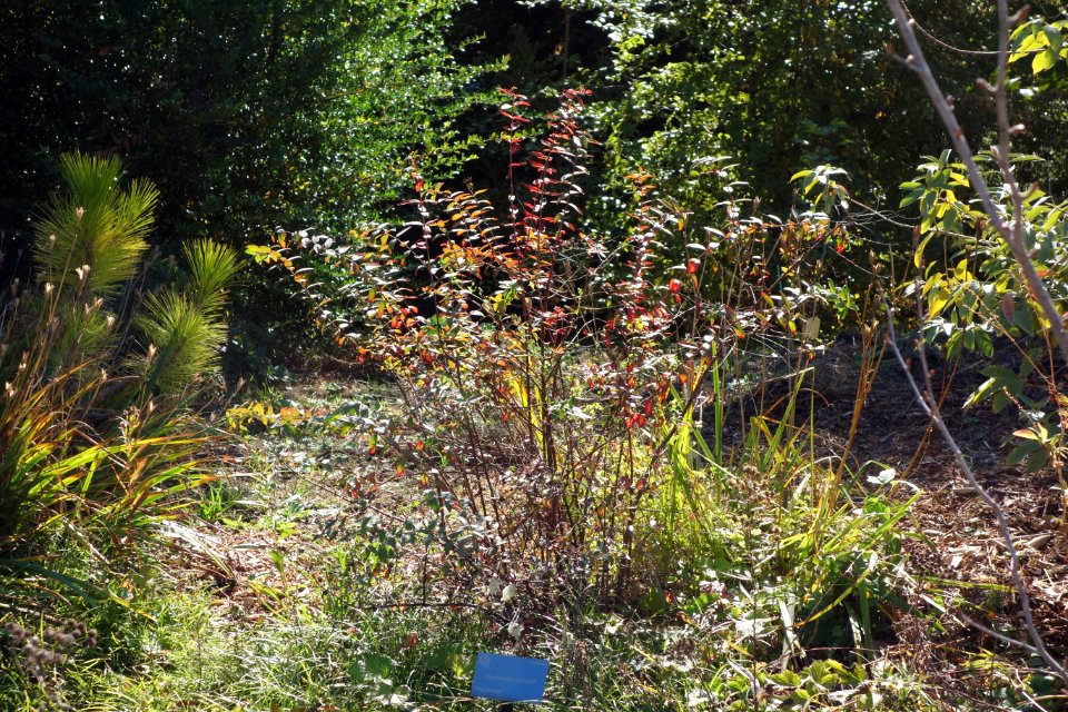 Hypericum maclarenii - Quarryhill Botanical Garden - DSC03281