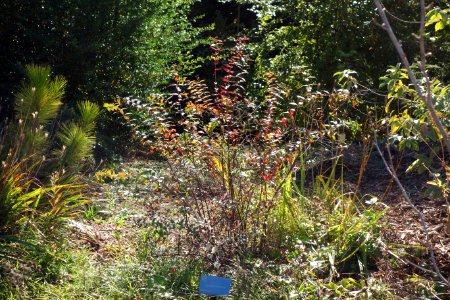 Hypericum maclarenii - Quarryhill Botanical Garden - DSC03281