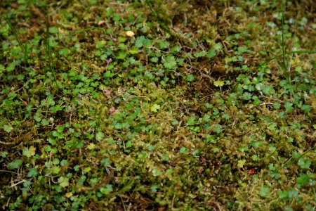 Hydrocotyle novae-zelandiae at the Sub Antarctic Plant House, Royal Tasmanian Botanical Gardens 02