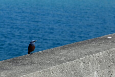 Sea breakwater birds of the sea photo